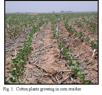 Fig. 1. Cotton plants growing in corn residue.