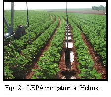 Fig 2. LEPA irrigation at Helms.