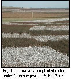 Fig. 1. Normal and late-planted cotton under the center pivot at Helms Farm.