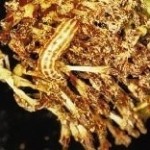 Sunflower (head) moth larva
